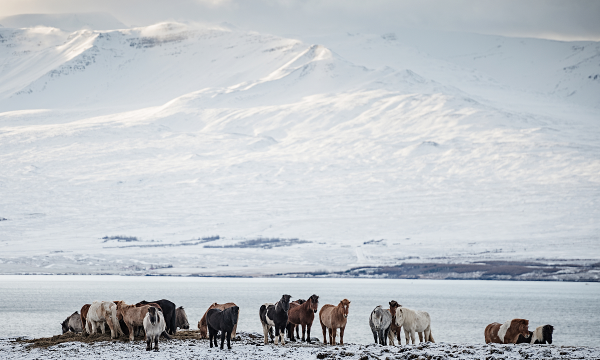 冰岛火山在哪个国家,冰岛茶在哪个国家哪个省图4