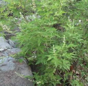 ​青未了｜荆棵