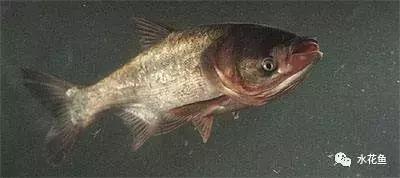 鲢鳙生长过程（鲢鳙花白鲢鱼的摄食与生长）(5)