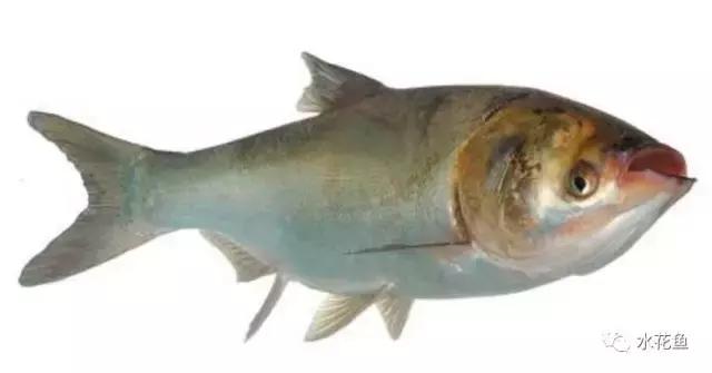 鲢鳙生长过程（鲢鳙花白鲢鱼的摄食与生长）(1)