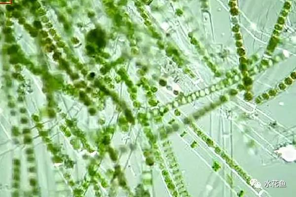 鲢鳙生长过程（鲢鳙花白鲢鱼的摄食与生长）(3)