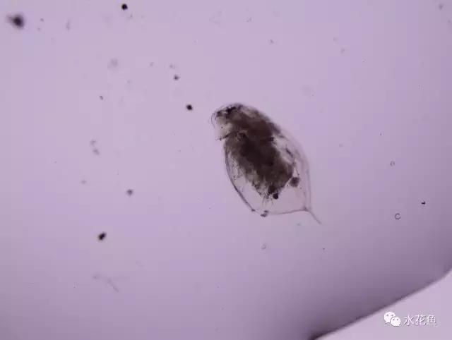 鲢鳙生长过程（鲢鳙花白鲢鱼的摄食与生长）(4)