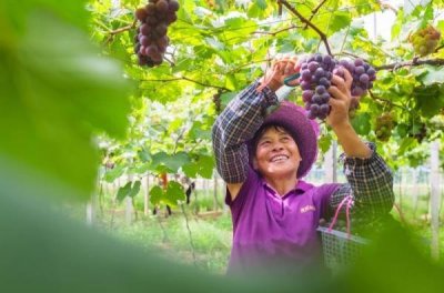 ​江西永新：革命老区谱写高质量发展新篇章