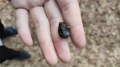 ​人面子的果核真的像人的面孔吗？来解剖一个看看吧