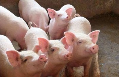 ​“涨疯了”！明日猪价预测出炉，步步高升成趋势！