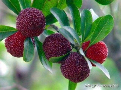 ​杨梅怎么保存最佳（杨梅季，吃不完的杨梅如何保鲜？学会3招，让滋味保存一整