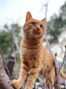 ​宠物挡灾的说法