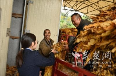 ​鹤峰县“小叶子”托起富民大产业