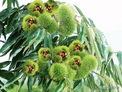 ​生板栗如何快速去壳？