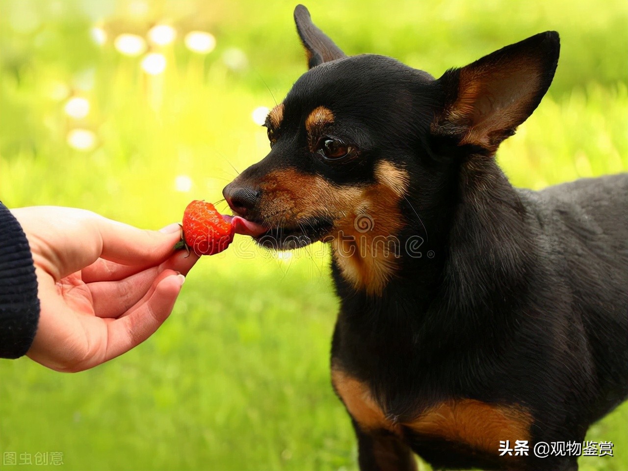 狗狗能吃草莓吗(草莓虽营养丰富但三个方面要注意)