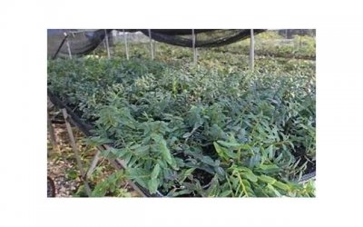 ​种植牙万元时代即将结束,种植牙集采开标平均降幅55％