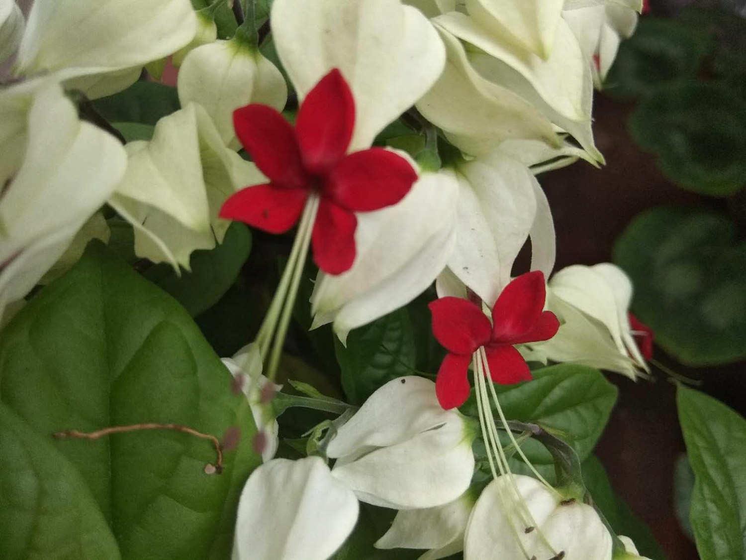 龙吐珠 龙吐珠